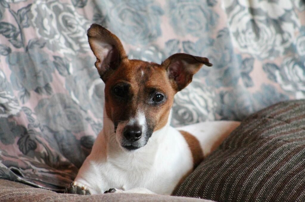 Les troubles de comportement chez le chien Mon éducateur canin