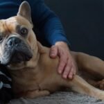 Comment choisir la race de son chien