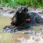 Comment garder un chien propre avec une bonne hygiène