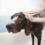 Laver son chien : comment donner un bain au chien