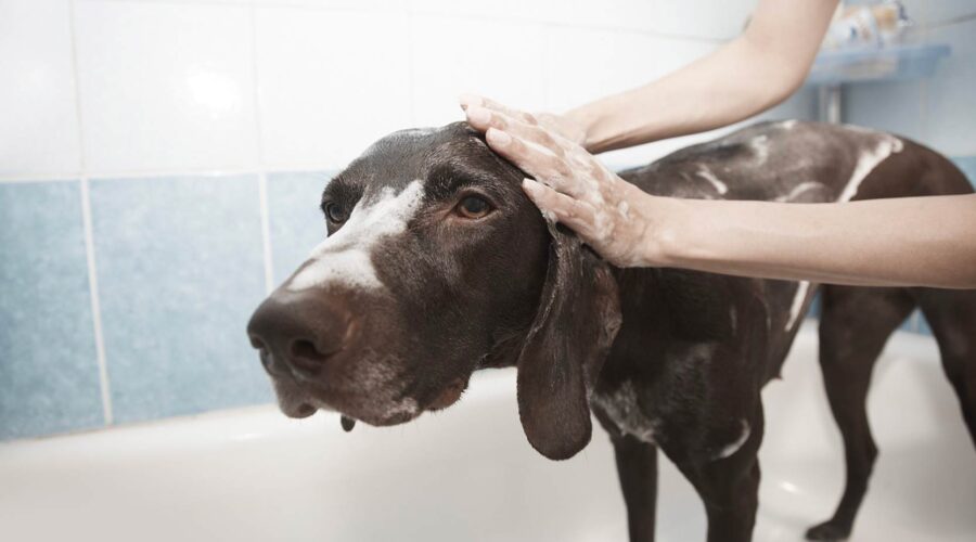 Laver son chien : à quelle fréquence un chien peut-il être baigné ?