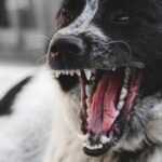 Nettoyer, brosser ou détartrer dents du chien