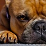 Prendre soin des pattes du chien