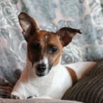 Les troubles de comportements du chien destructeur et aboyeur