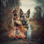 Les aliments dangereux pour les chiens