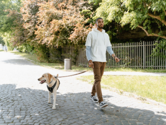 Comment apprendre chien à obéir ?