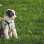 A quel âge éduquer son chien ?