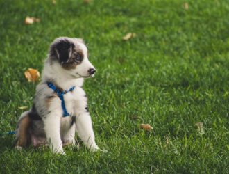 A quel âge éduquer son chien ?
