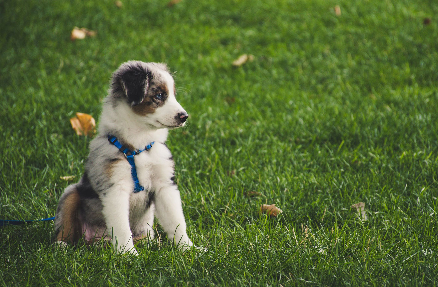 A quel âge éduquer son chien ?