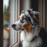 Chien anxieux souffrant d'anxiété de séparation