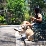 A quel âge un chien obéit ?