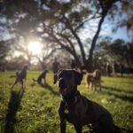 Les parcs canins
