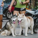 Le besoin de socialisation du chien