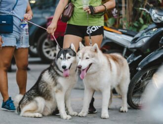 Le besoin de socialisation du chien