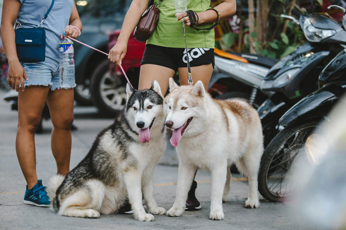 Le besoin de socialisation du chien