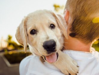 Quand faire appel à un éducateur canin ?