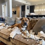 Anxiété de séparation chien