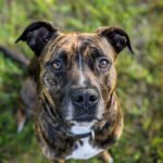 Le chien de catégorie 1 n'est pas autorisé en France