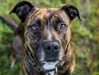 Le chien de catégorie 1 n'est pas autorisé en France