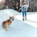 mon chien fait demi-tour en promenade