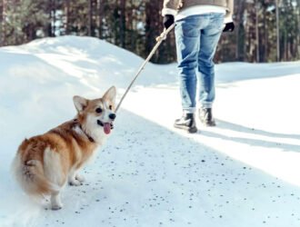 mon chien fait demi-tour en promenade