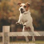 Chien qui fugue quoi faire