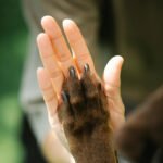 Formation éducateur canin reconnu par l'état