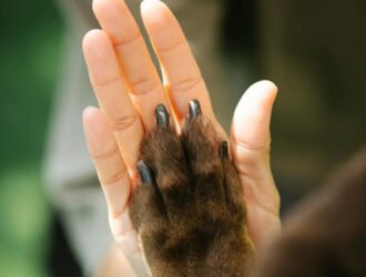 Formation éducateur canin reconnu par l'état