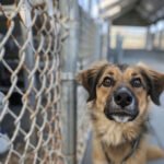 Créer une relation avec un chien de refuge