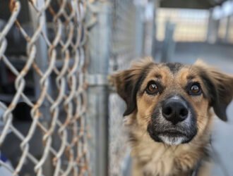 Créer une relation avec un chien de refuge