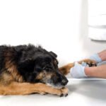 Chien qui se mord la patte