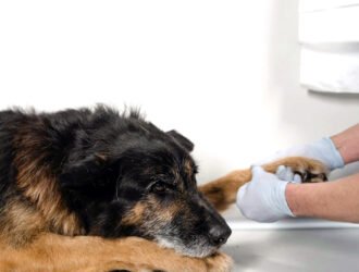 Chien qui se mord la patte