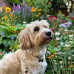 Faut-il promener son chien quand on a un jardin ?