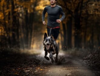 Harnais canicross : comment le choisir