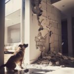 Mon chien mange les murs : que faire ?