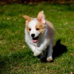 Peut-on sortir un chiot avant son 2e vaccin ?