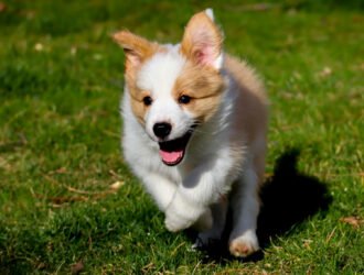 Peut-on sortir un chiot avant son 2e vaccin ?