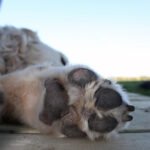 Soin des coussinets chien