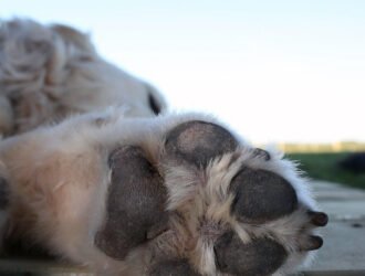 Soin des coussinets chien