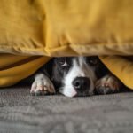 Stress du chien et anxiété canine