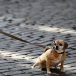 Que faire si mon chien n'avance pas en promenade ?