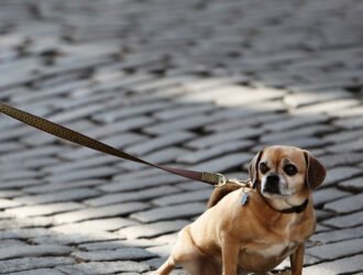 Que faire si mon chien n'avance pas en promenade ?