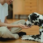 Combien coûte un éducateur canin ?