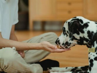 Combien coûte un éducateur canin ?