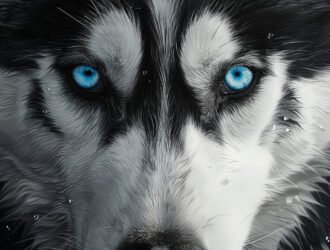 Les chiens voit-il en couleurs ?