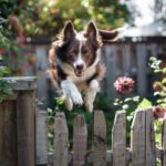 Comment punir son chien après une fugue ?