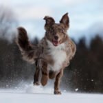 Quelle est la durée idéale de promenade pour un chien ou un chiot ?