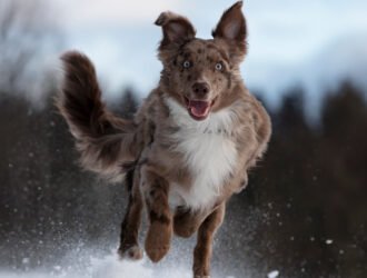 Quelle est la durée idéale de promenade pour un chien ou un chiot ?