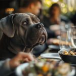 Chien insupportable quand on mange