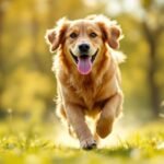 chien exercice comportement physique